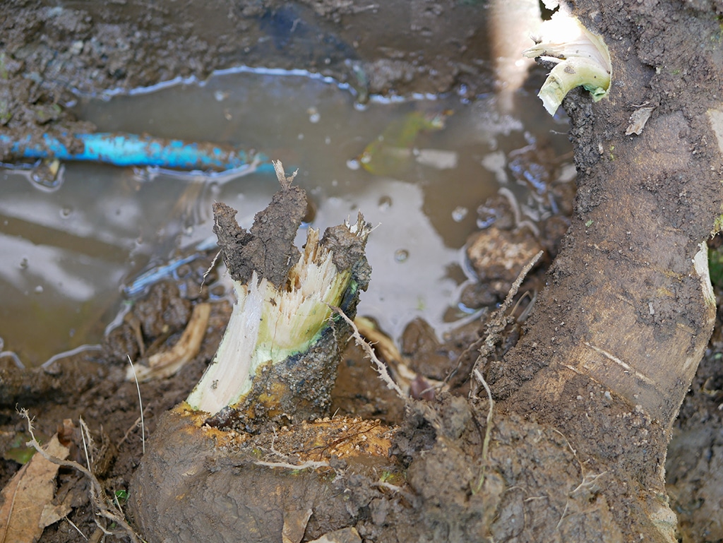 Dealing With Tree Root Intrusions With A <strong>Plumber</strong> | <strong>Irving, TX</strong>